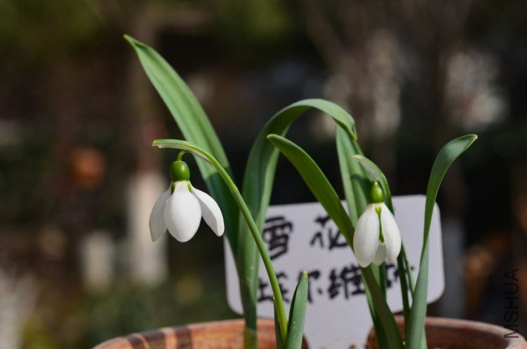 DSC_0009.JPG