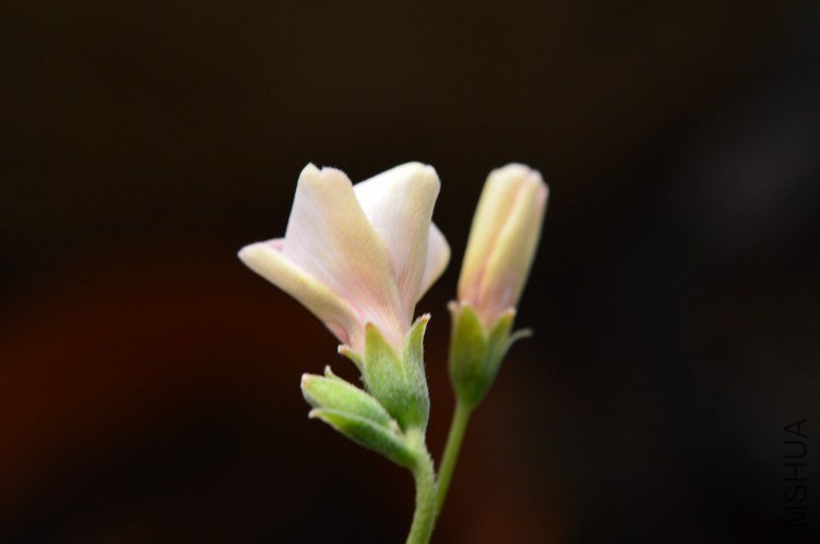 DSC_0130.JPG