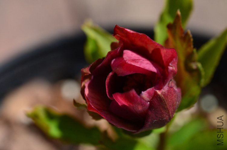 DSC_0245.JPG