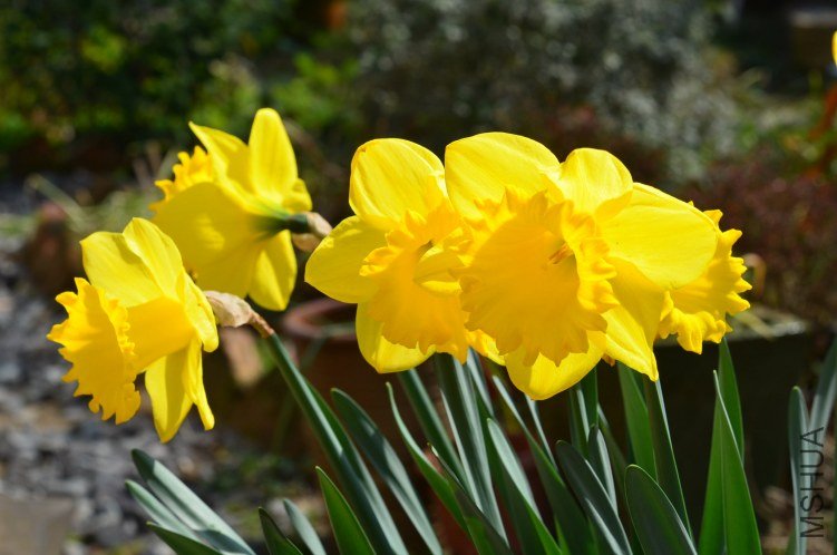 DSC_0248.JPG
