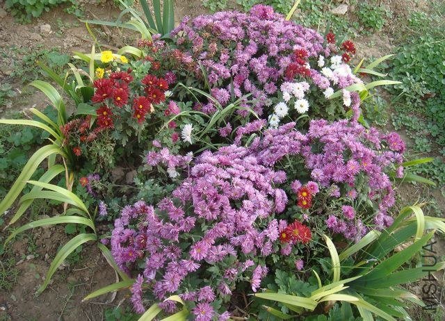 psb (97).jpg