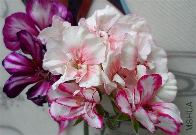 psb (40).jpg