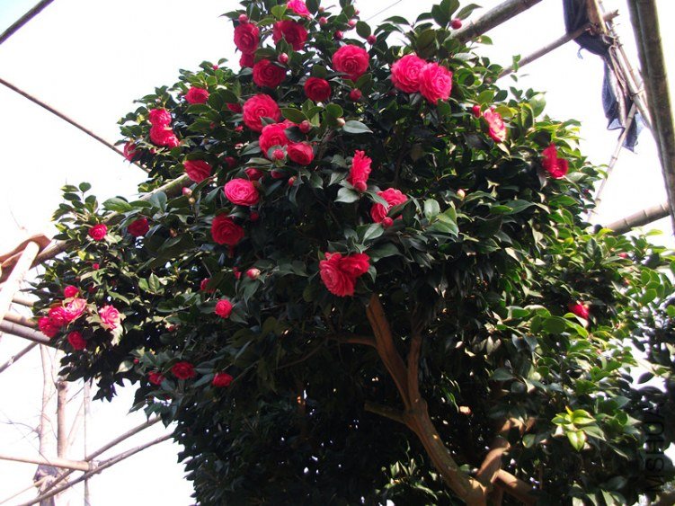 DSCF5701_����.jpg