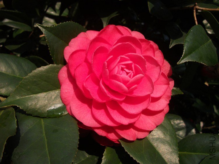 DSCF5704_����.jpg