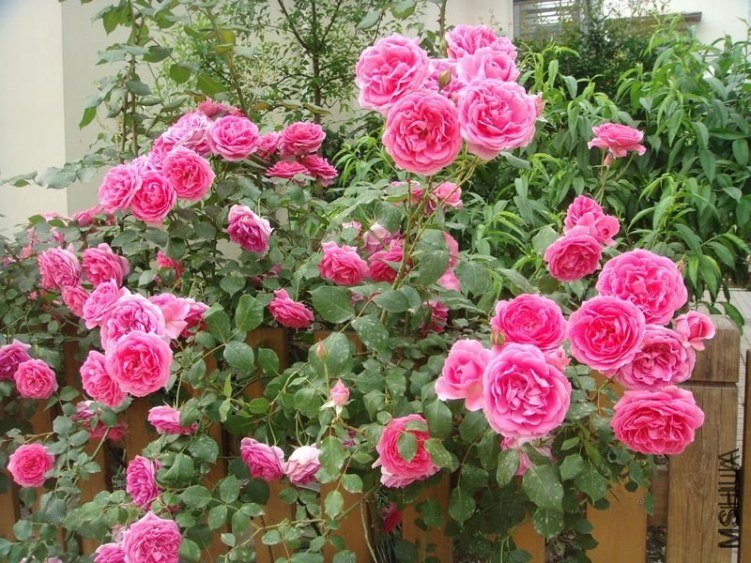 ��**2 of ����ʿ.jpg