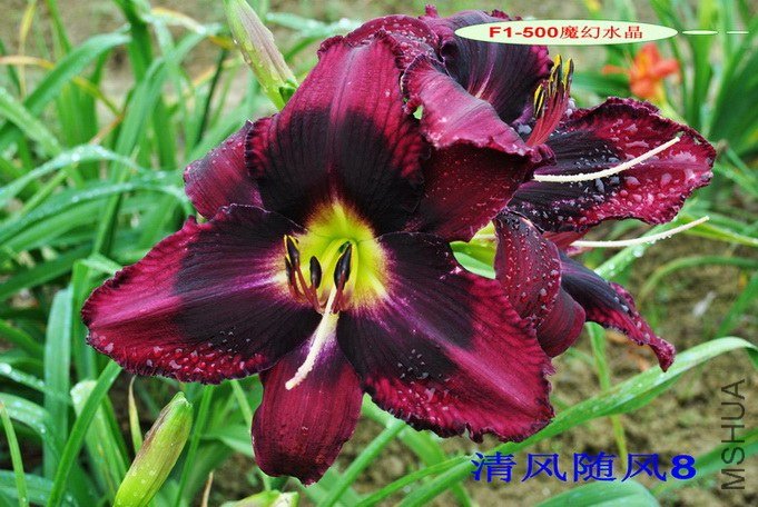 F1-500ħ��ˮ��(Magic Crystal).jpg