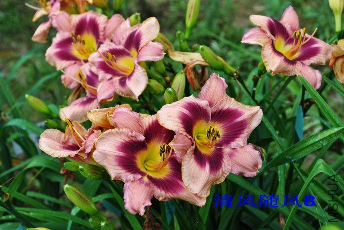 F1-216���䣨�̻��� (1).jpg