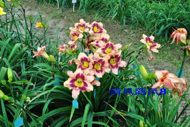 F1-216���䣨�̻��� (3).jpg