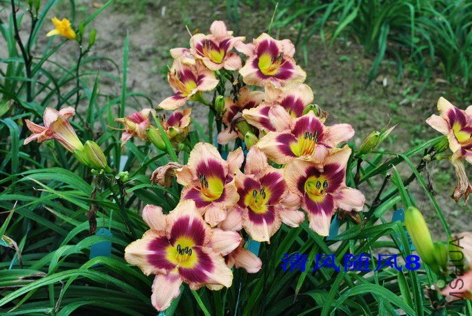 F1-216���䣨�̻��� (4).jpg