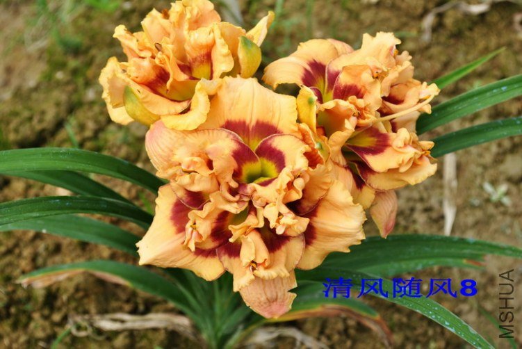 102˫��������(GEMINI JACK)5.jpg