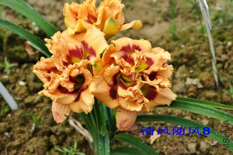 102˫��������(GEMINI JACK)6.jpg