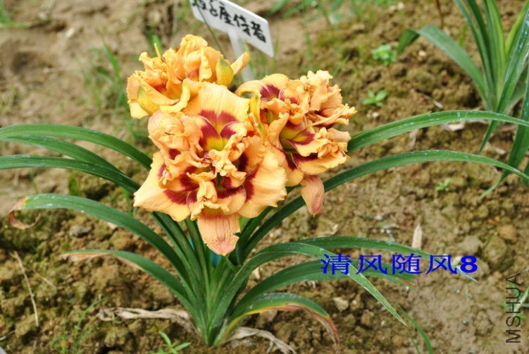 102˫��������(GEMINI JACK)7.jpg