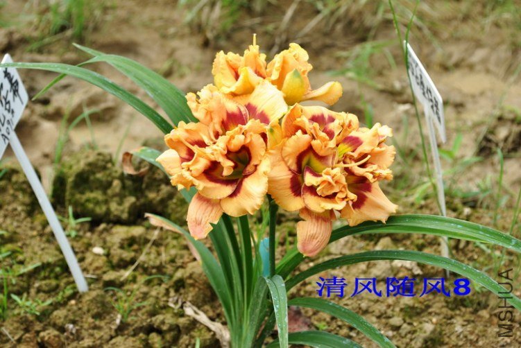 102˫��������(GEMINI JACK)8.jpg