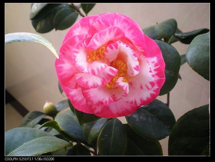 nEO_IMG_DSCN0034 - ����.jpg