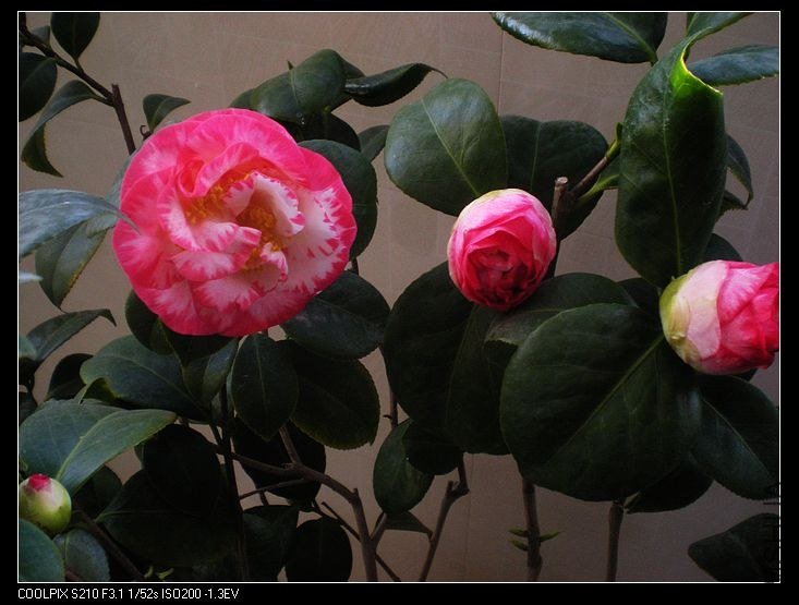 nEO_IMG_DSCN0046 - ����.jpg