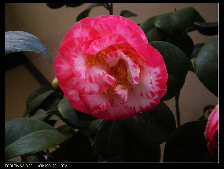 nEO_IMG_DSCN0047 - ����.jpg