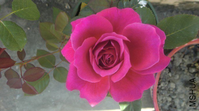 ����Ů��4 of ���bwo�W�ԅg.jpg