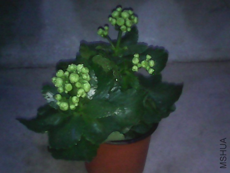 IMG_20130222_193146.jpg