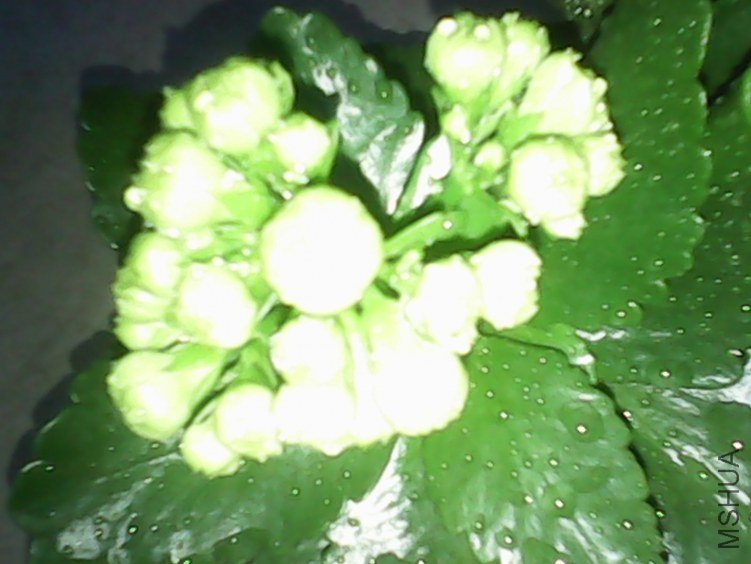 IMG_20130222_193255.jpg