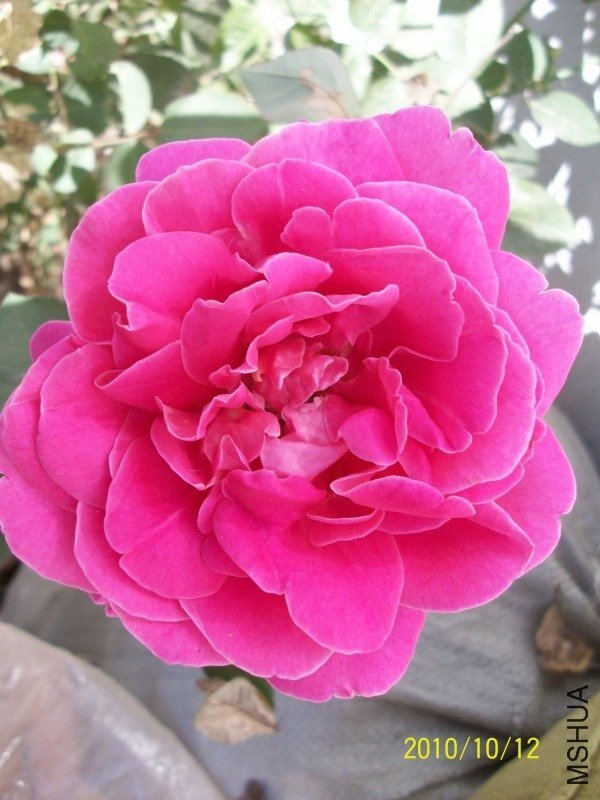 �ۺ�ƽ4 of ������.jpg