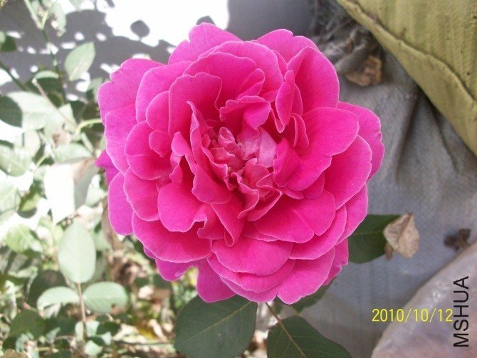 �ۺ�ƽ3 of ������.jpg