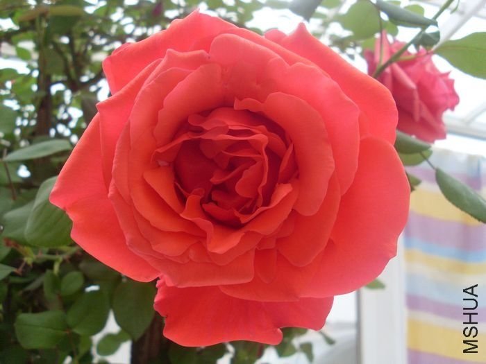 ���6 of xie61681926.jpg