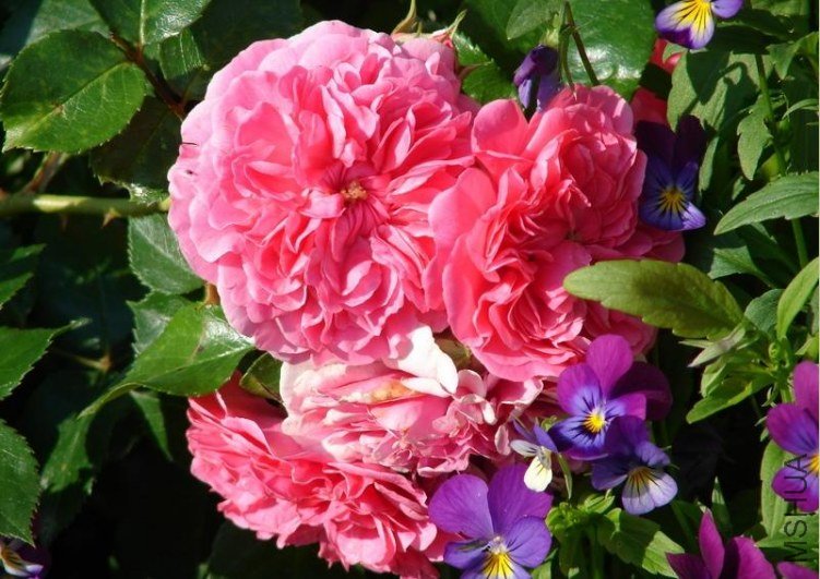 ����죨�ۺ�˹���� Pink Swany  Les Quatre Sais**��.jpg