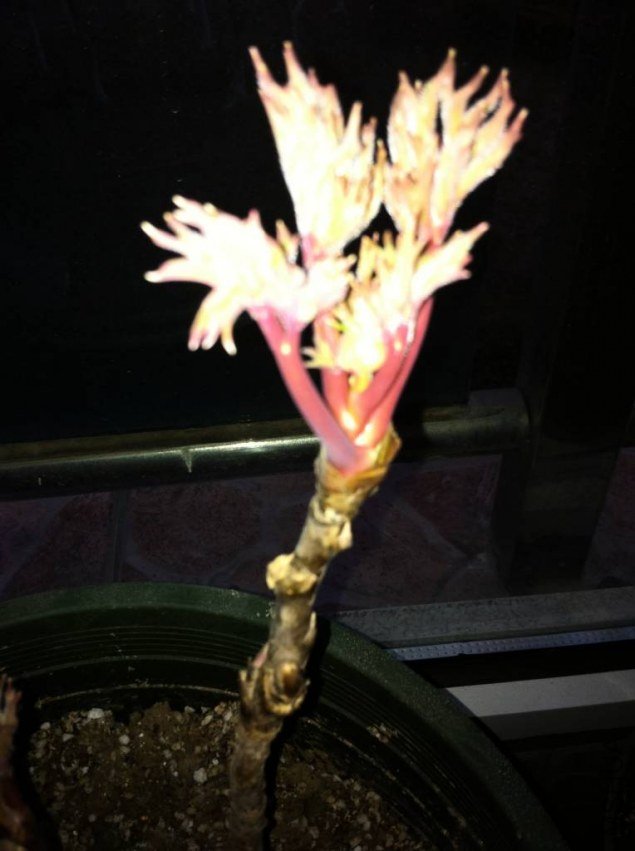 ����С������