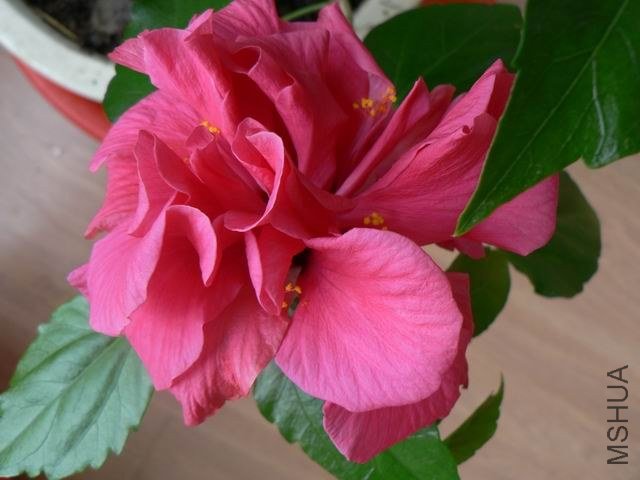 ���� P1080504.JPG