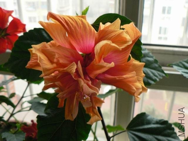 ���� P1090077.JPG