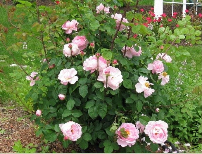 ���������5 of Rosarian.jpg