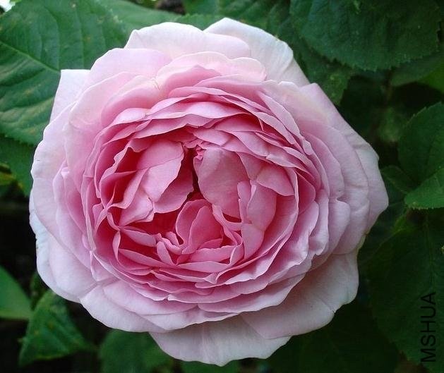 ���������3 of Rosarian.jpg