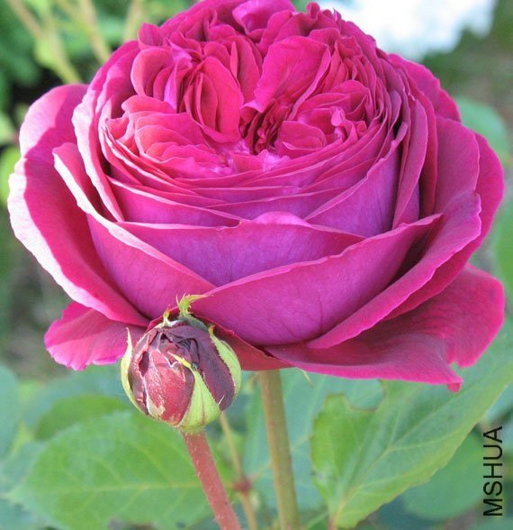 ��˹����1 of Rosarian.jpg