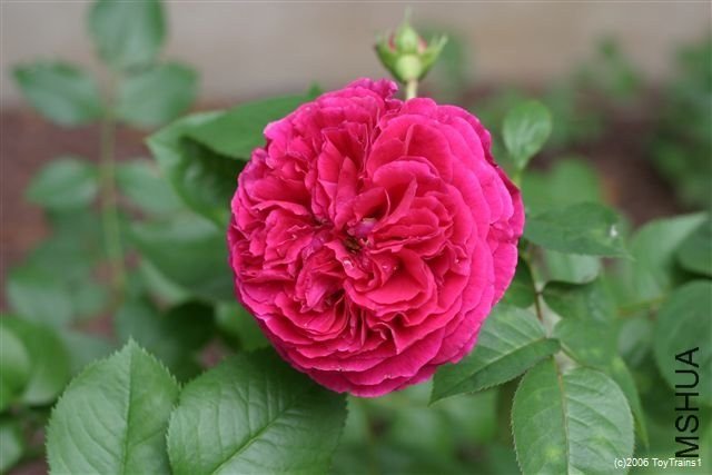 ��˹����3 of Rosarian.jpg
