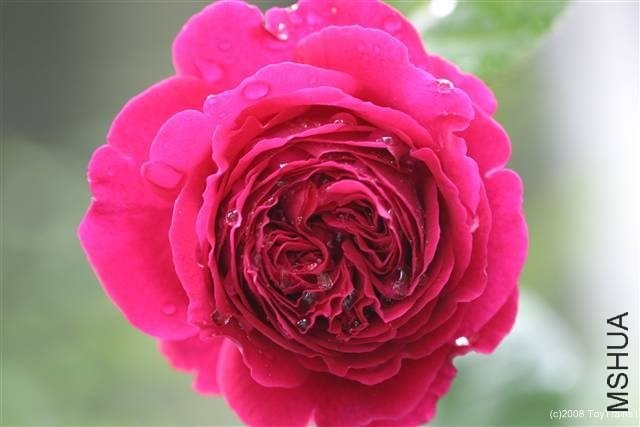��˹����4 of Rosarian.jpg