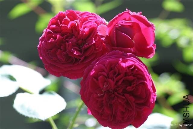 ��˹����5 of Rosarian.jpg