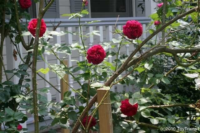 ��˹����6 of Rosarian.jpg