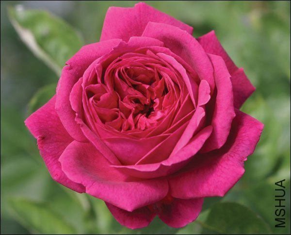 ��˹����2 of Rosarian.jpg