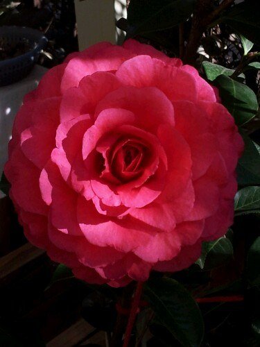 IMG20130225173301.jpg