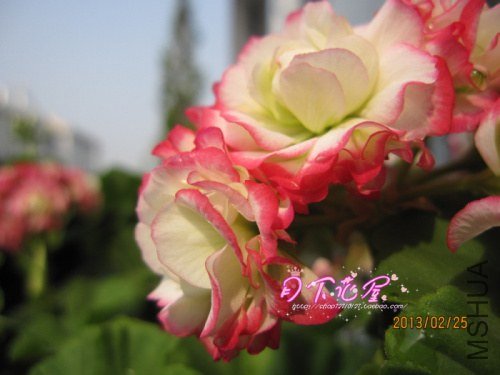 IMG_6945.jpg