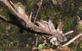 ������С ��.jpg