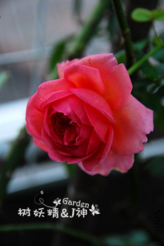 dsc_0020.jpg