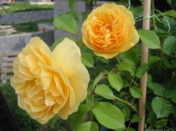 ����������˹(Graham Thomas).jpg