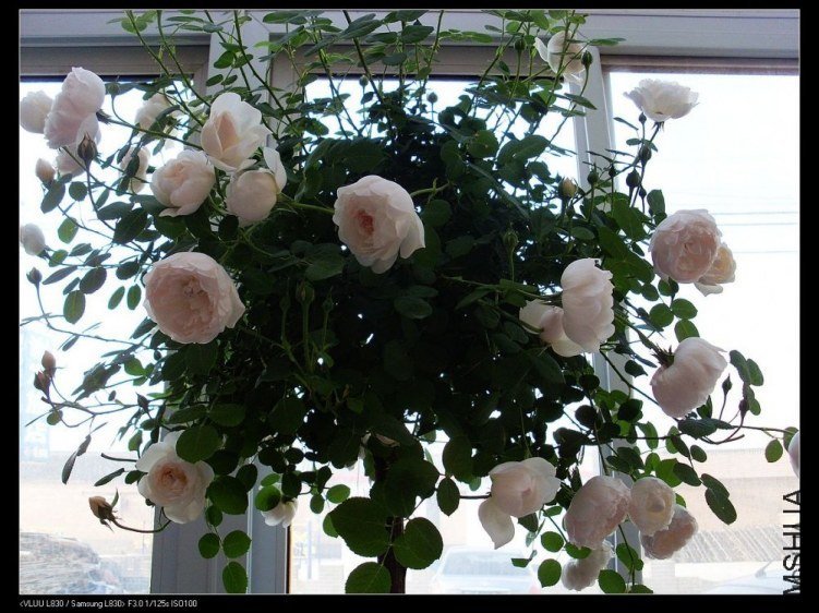 ����ķ˹�Ǳ�3�����£�of xie61681926 .jpg