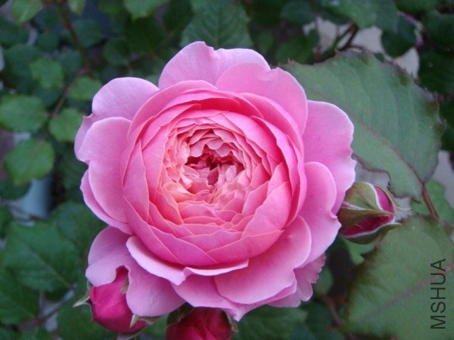 DSC03052.JPG