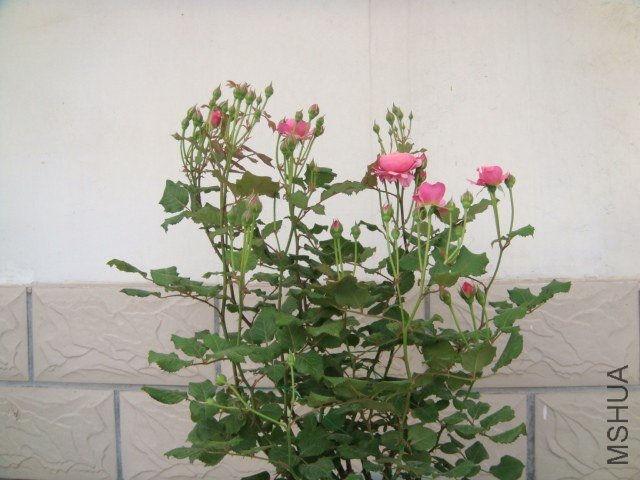 DSC03074.JPG