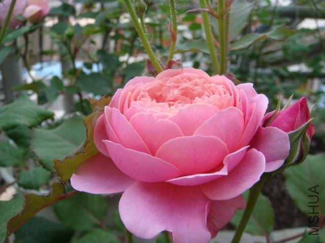 DSC03075.JPG