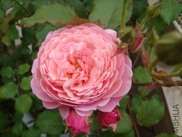 DSC03094.JPG