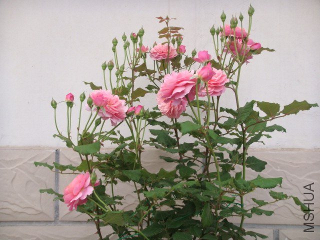 DSC03326.JPG