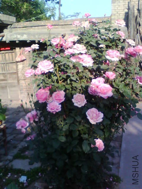 IMG0230A.jpg
